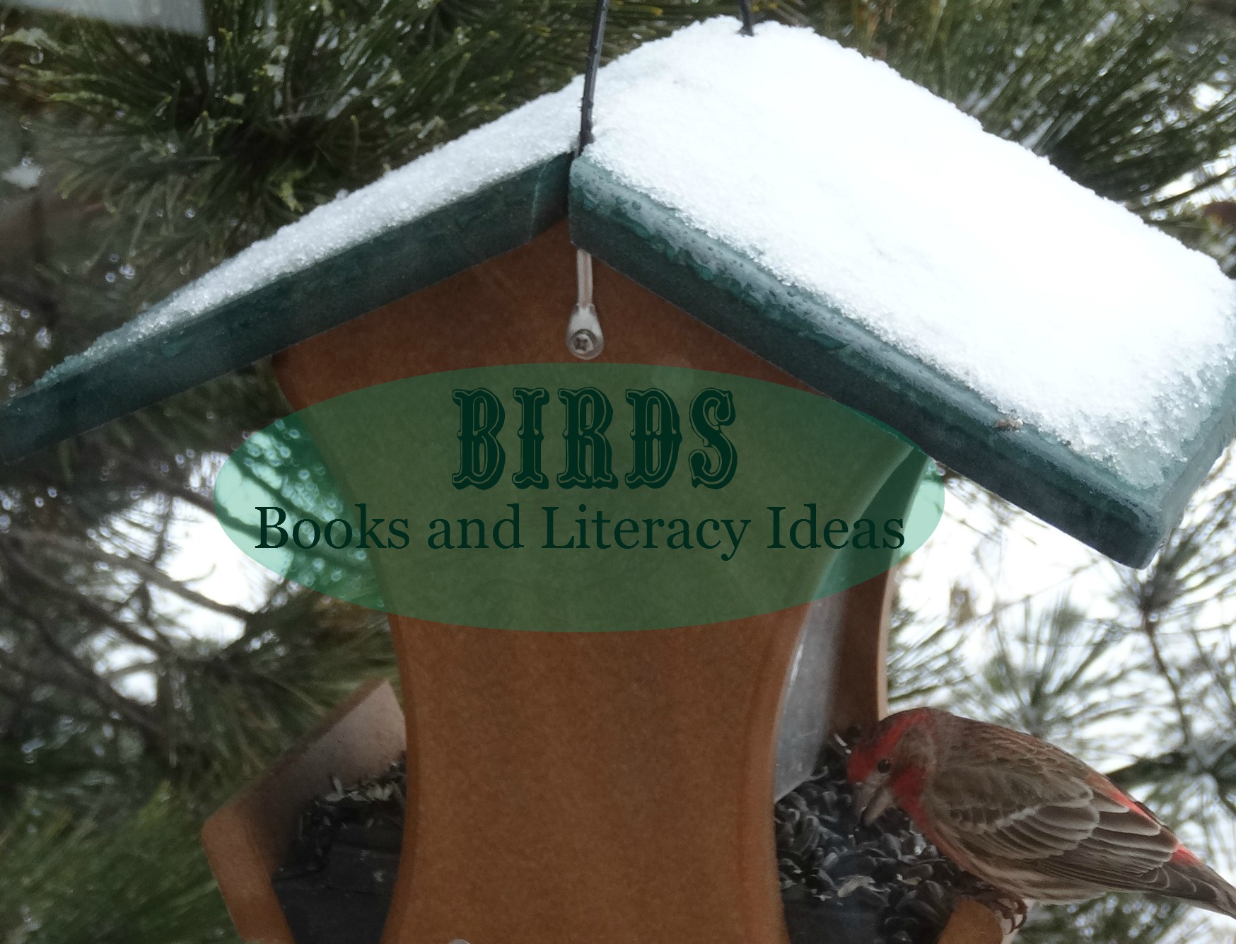 birds,books about birds,kids and birds
