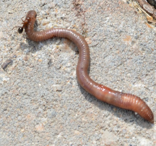 worm close-up