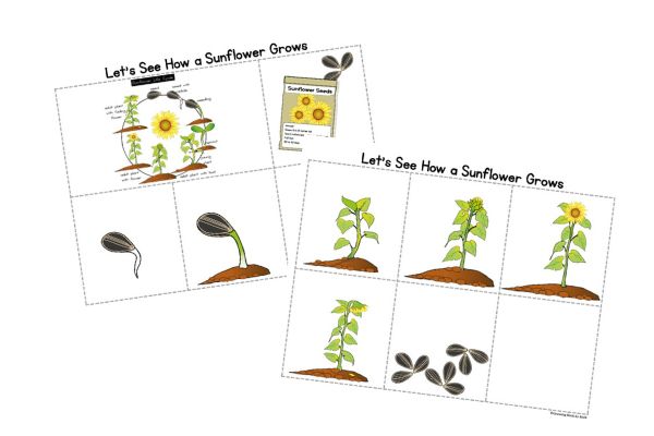 LIFE CYCLE OF A SUNFLOWER SEQUENCING ACTIVITY